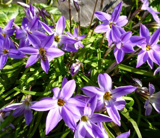 Ароматные букеты ифейона - Редкие и необычные Ифейон одноцветковый 'Froyle Mill'