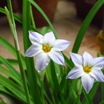 Ифейон одноцветковый 'Wisley Blue'