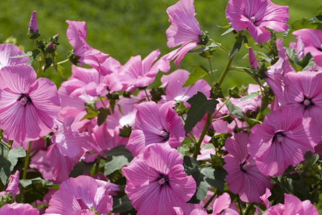 Лаватера трехмесячная, или Хатьма трёхмесячная (Lavatera trimestris)