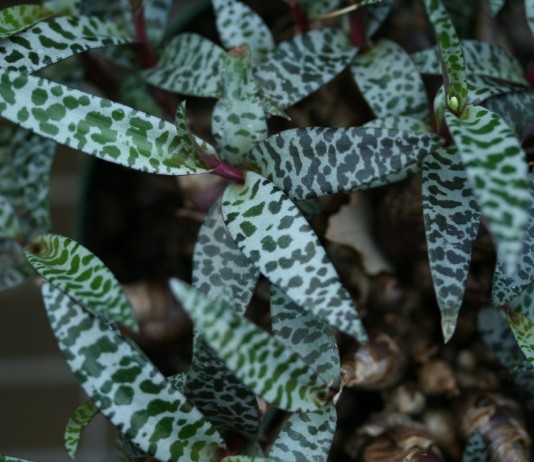 Ледебурия общественная (лат. Ledebouria socialis)