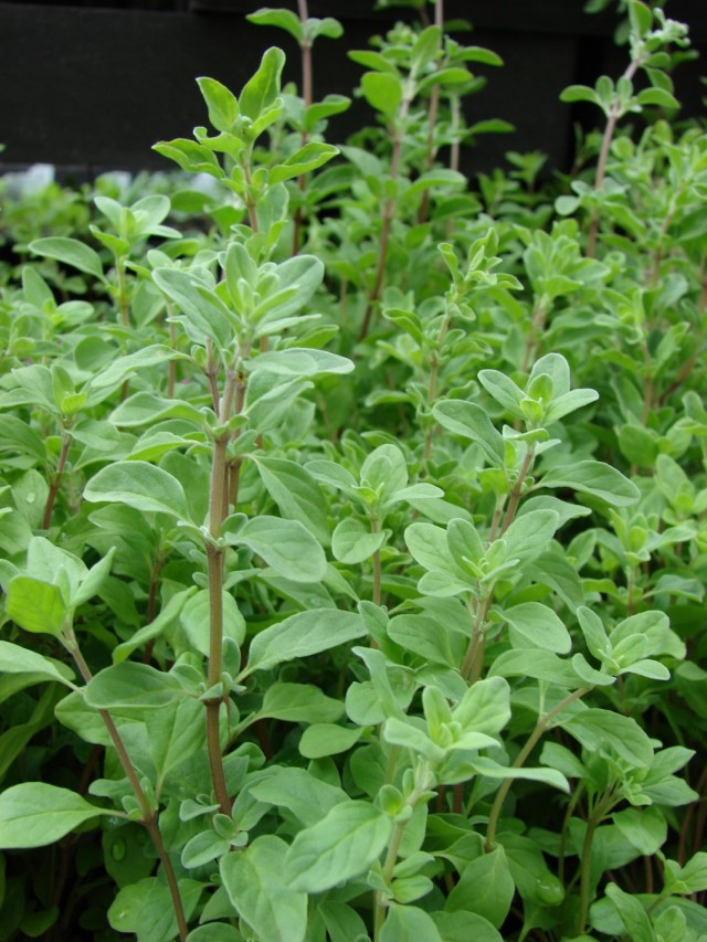 Майоран (Origanum majorana) Майоран (Origanum majorana)