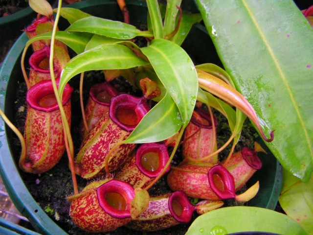 Непентес (Nepenthes) Непентес (Nepenthes)