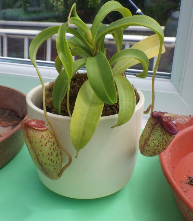 Непентес (Nepenthes) Непентес (Nepenthes)