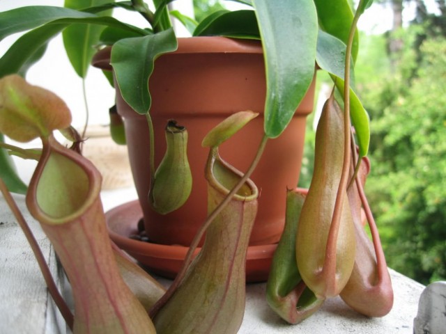 Непентес (Nepenthes) Непентес (Nepenthes)