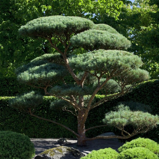 Сосна обыкновенная (Pinus sylvestris) Сосна обыкновенная (Pinus sylvestris)