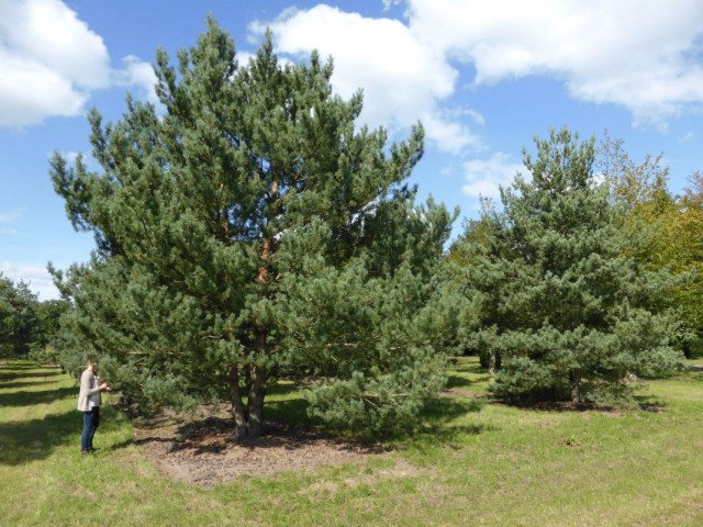 Сосна обыкновенная (Pinus sylvestris) Сосна обыкновенная (Pinus sylvestris)