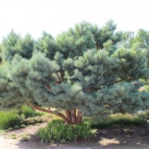 Сосна обыкновенная «Ватерери» (Pinus sylvestris 'Watereri') Сосна обыкновенная «Ватерери» (Pinus sylvestris 'Watereri')