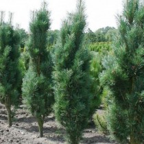 Сосна обыкновенная «Фастигата» (Pinus sylvestris 'Fastigiata') Сосна обыкновенная «Фастигата» (Pinus sylvestris 'Fastigiata')