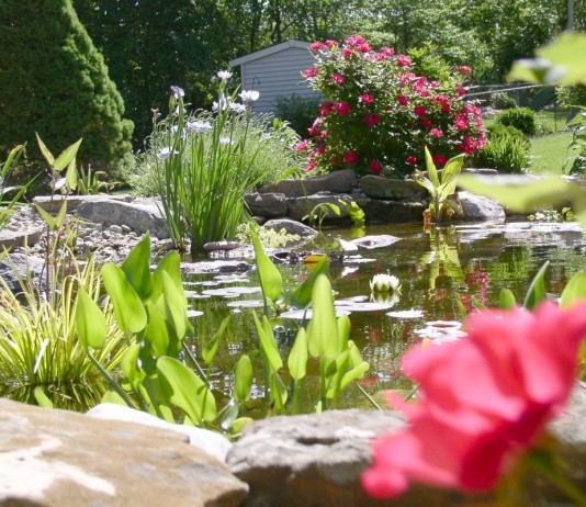 Декоративные растения возле пруда