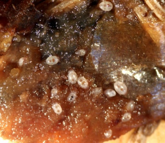 Луковичный корневой клещ (Rhizoglyphus echinopus)