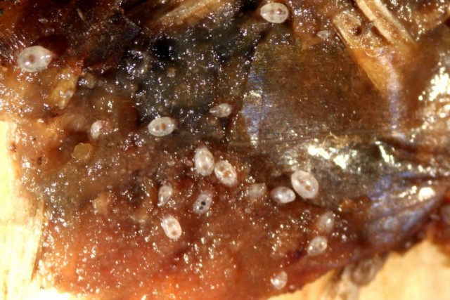 Луковичный корневой клещ (Rhizoglyphus echinopus)