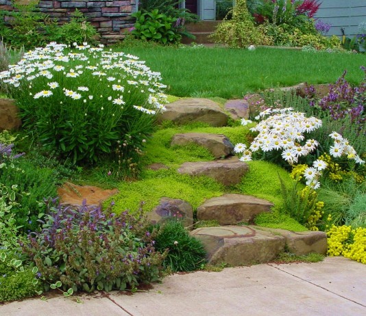 Мшанка шиловидная (Sagina subulata)