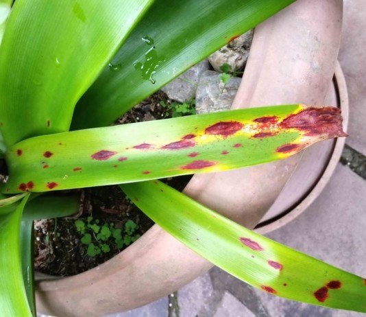 Стагоноспороз — красный ожог гиппеаструмов и амариллисов - Вредители и болезни Стагоноспороз, или Красный ожог, или Красная гниль на листьях Амариллиса