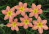 Зефирантес (Zephyranthes)