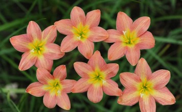 Зефирантес (Zephyranthes)