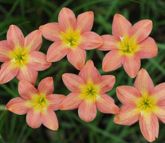 Зефирантес (Zephyranthes)