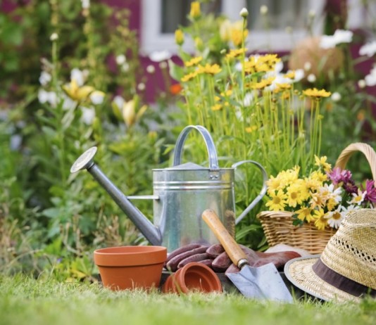 Уход за красивоцветущими многолетниками в разгар лета - Цветы многолетние Летний уход за многолетними цветами
