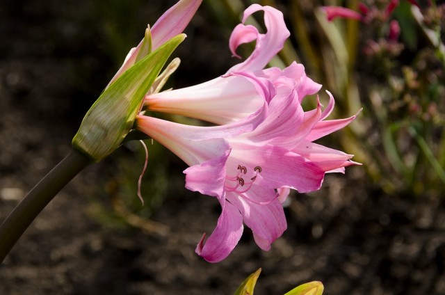 Амариллис белладонна, Амариллис красавица (Amaryllis belladonna)
