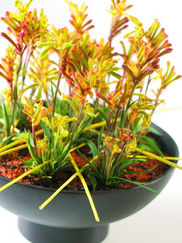 Анигозантос (Anigozanthos) Анигозантос (Anigozanthos)