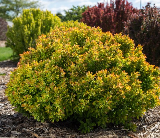 Куст барбариса тунберга "БейлЭрин" (Berberis thunbergii 'BailErin')