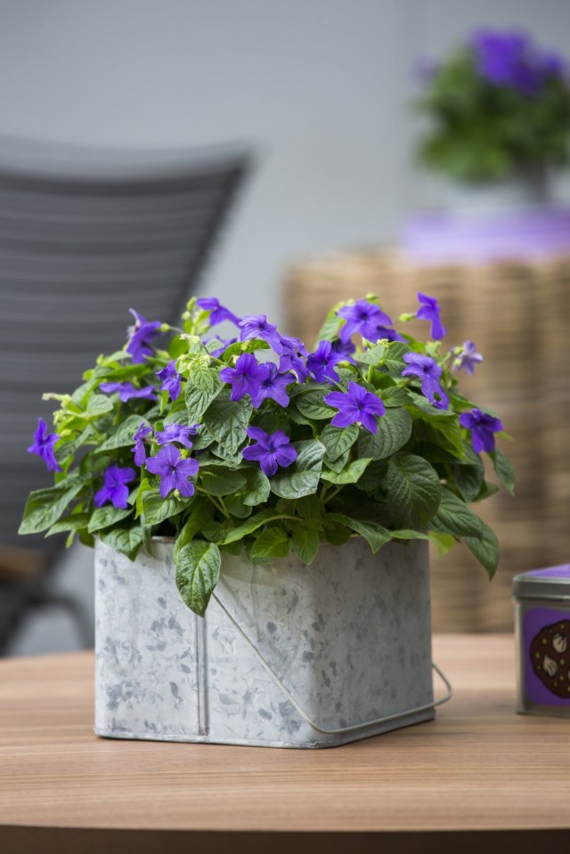 Броваллия красивая (Browallia speciosa)