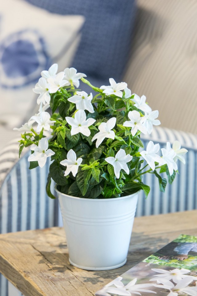 Броваллия красивая (Browallia speciosa)