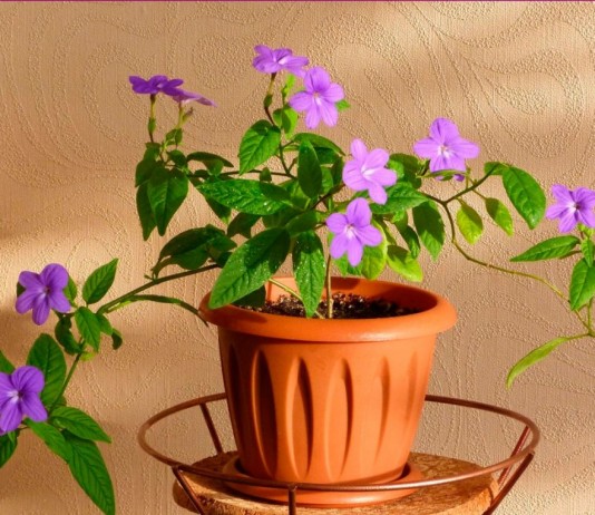 Лучшие комнатные растения с простыми цветками - Комнатные растения Броваллия красивая (Browallia speciosa)