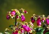 Бриофиллум Мангина (Bryophyllum manginii)