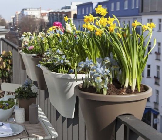 Выращивание нарциссов в кашпо на балконе