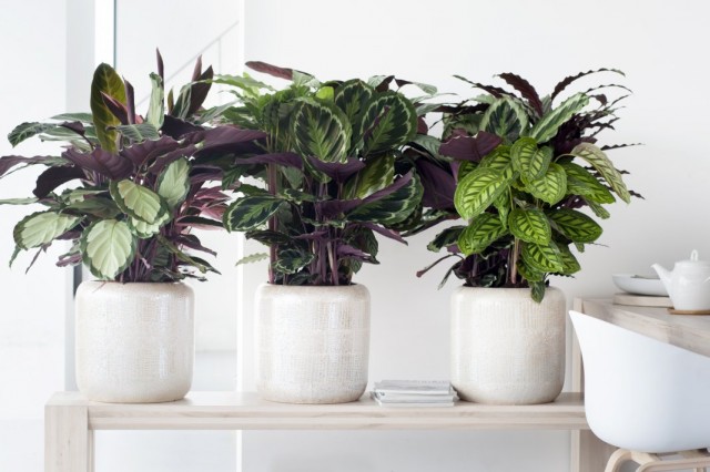 Калатеи (Calathea) Калатеи (Calathea)