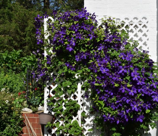 Клематис Жакмана (Clematis jackmanii)