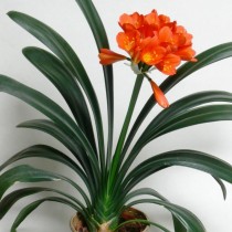 Кливия киноварная (Clivia Miniata)