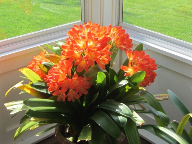 Кливия (Clivia)