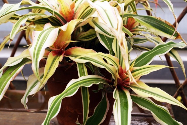 Криптантус (Cryptanthus)