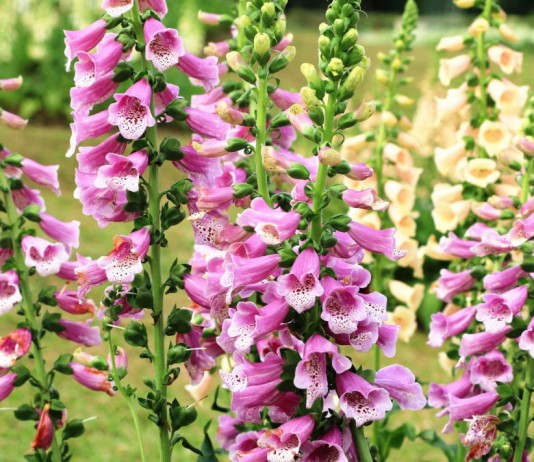 Цветение наперстянки пурпурной