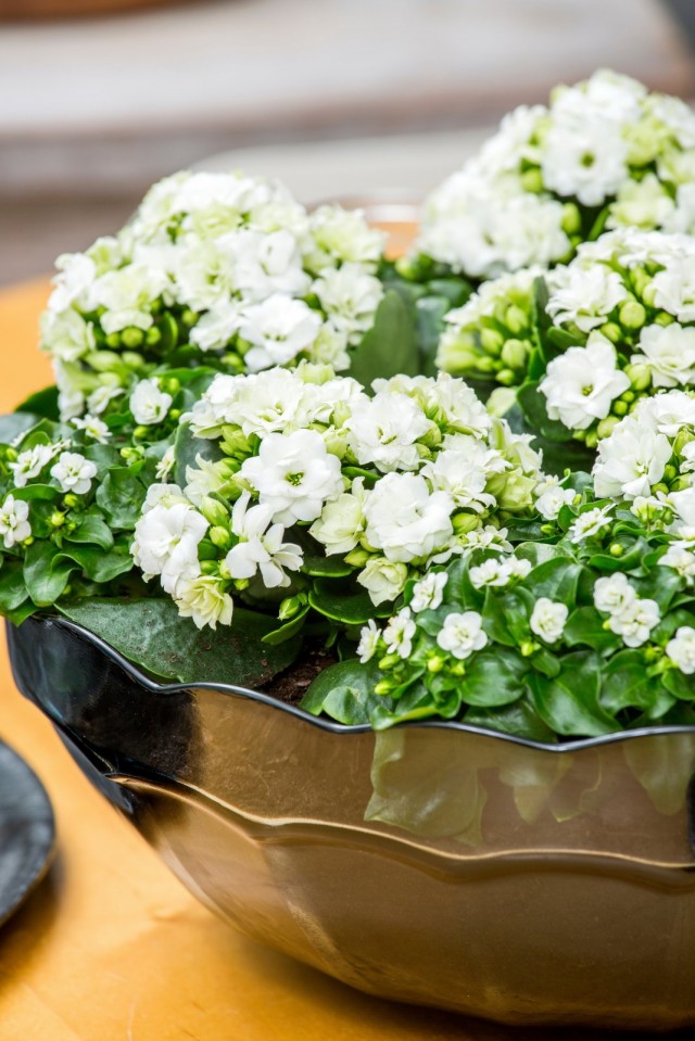Экзакум родственный (Exacum affine) Экзакум родственный (Exacum affine)