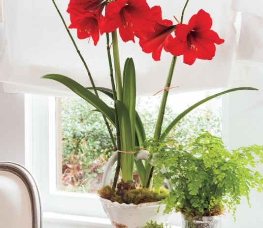 5 нескучных альтернатив гиппеаструму - Комнатные растения Гиппеаструм (Hippeastrum)