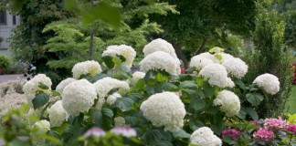 Гортензия древовидная (Hydrangea arborescens)