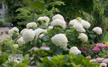 Гортензия древовидная (Hydrangea arborescens)