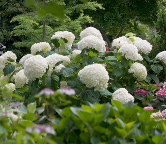 Гортензия древовидная (Hydrangea arborescens)
