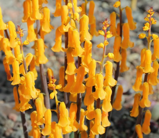 Лашеналия алоэвидная, или лахеналия алоэвидная (Lachenalia aloides)