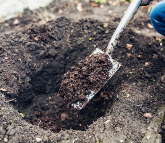 Удобрения, которые всегда под рукой - Цветник и ландшафт Внесение компоста как натурального удобрения