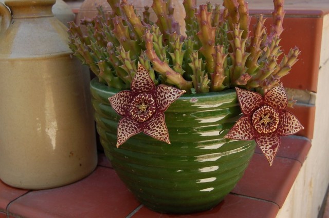 Орбея пёстрая (Orbea variegata) Орбея пёстрая (Orbea variegata)