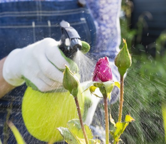Применение пестицидов в цветнике