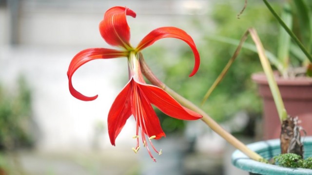 Спрекелия прекраснейшая (Sprekelia formosissima)