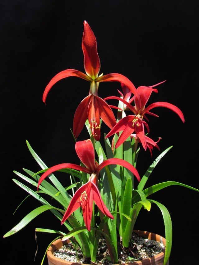 Спрекелия прекраснейшая (Sprekelia formosissima)