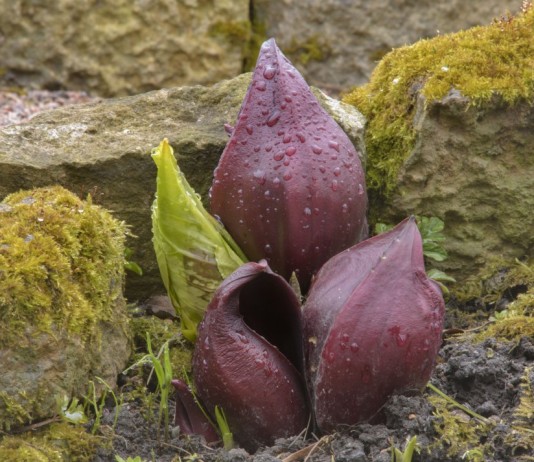 Симплокарпус (Symplocarpus)