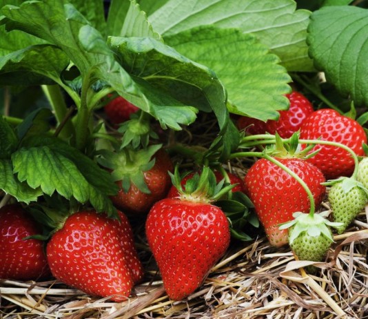 Уход за клубникой после сбора урожая