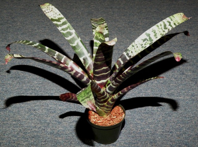 Вриезия прекрасная (Vriesea splendens)