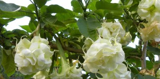 Бругмансия (Brugmansia)